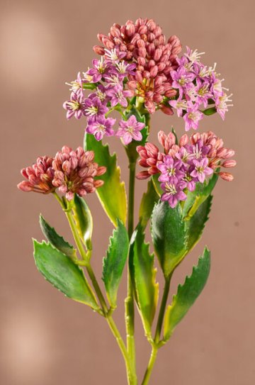 kalanchoe 47 cm fialová